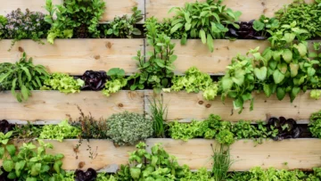 Jardinería Vertical: Revolucionando Espacios con Costa Olivo